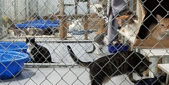 live cats in caged area at blood bank
