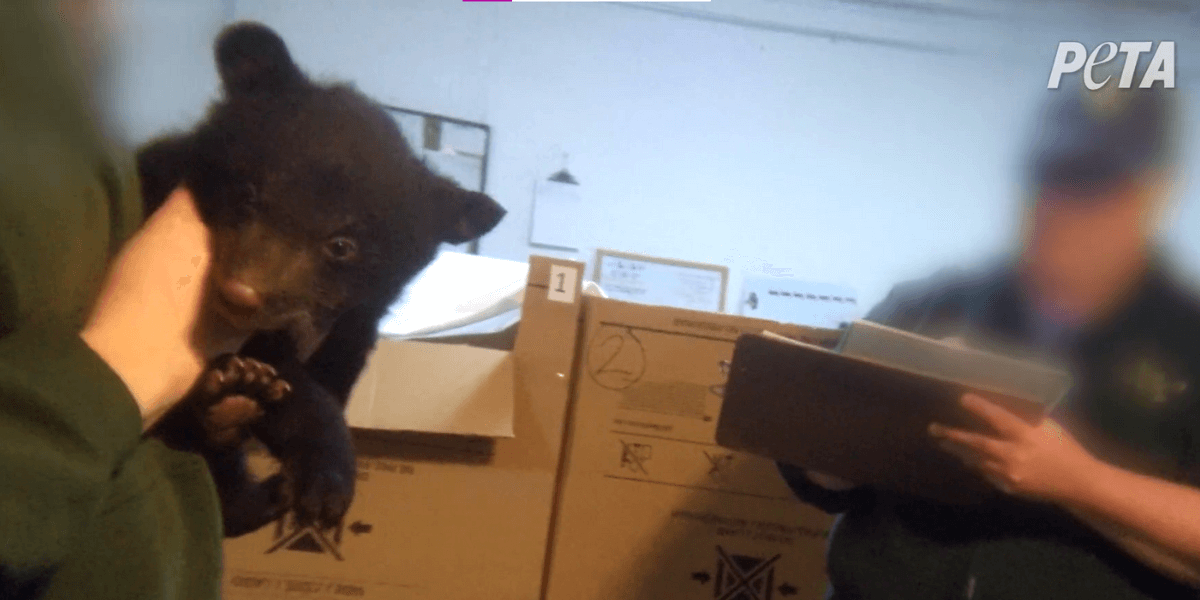 5 Causes to By no means Pass to Undergo Nation U.S.A