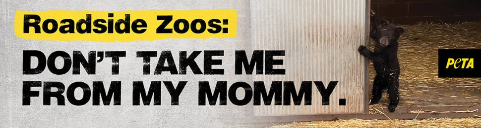 Roadside Zoos: Don’t Take Me From My Mommy