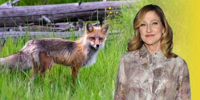 Edie Falco next to fox at Yellowstone National Park