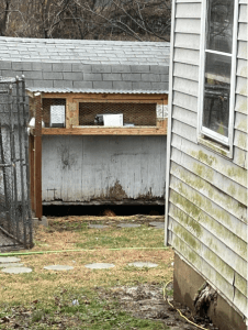 Freezing Rabbit in Caseyville, Illinois, Needs Your Help | PETA