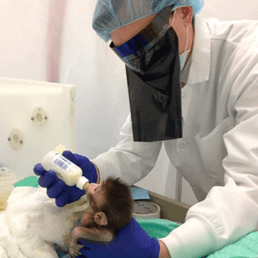 Harvard Livingstone baby monkeys man with mask ‘Monkeys’ Tormented by Flashing Lights to Swarm Harvard Campus Over Cruel Experiments