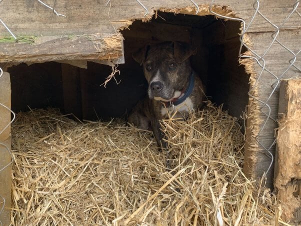 PETA dropped off fresh straw bedding for Lil Boy, a dog left outside in the cold