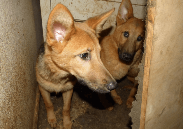 Beware of Fake Animal ‘Rescues’! PETA Combats the Scourge of Sham Saviors