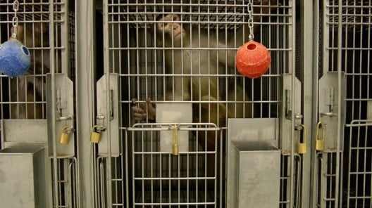 Monkey cageed at Washington National Primate Research Center UW Washington State Bill Introduced to Require Transparency at Troubled UW Primate Center