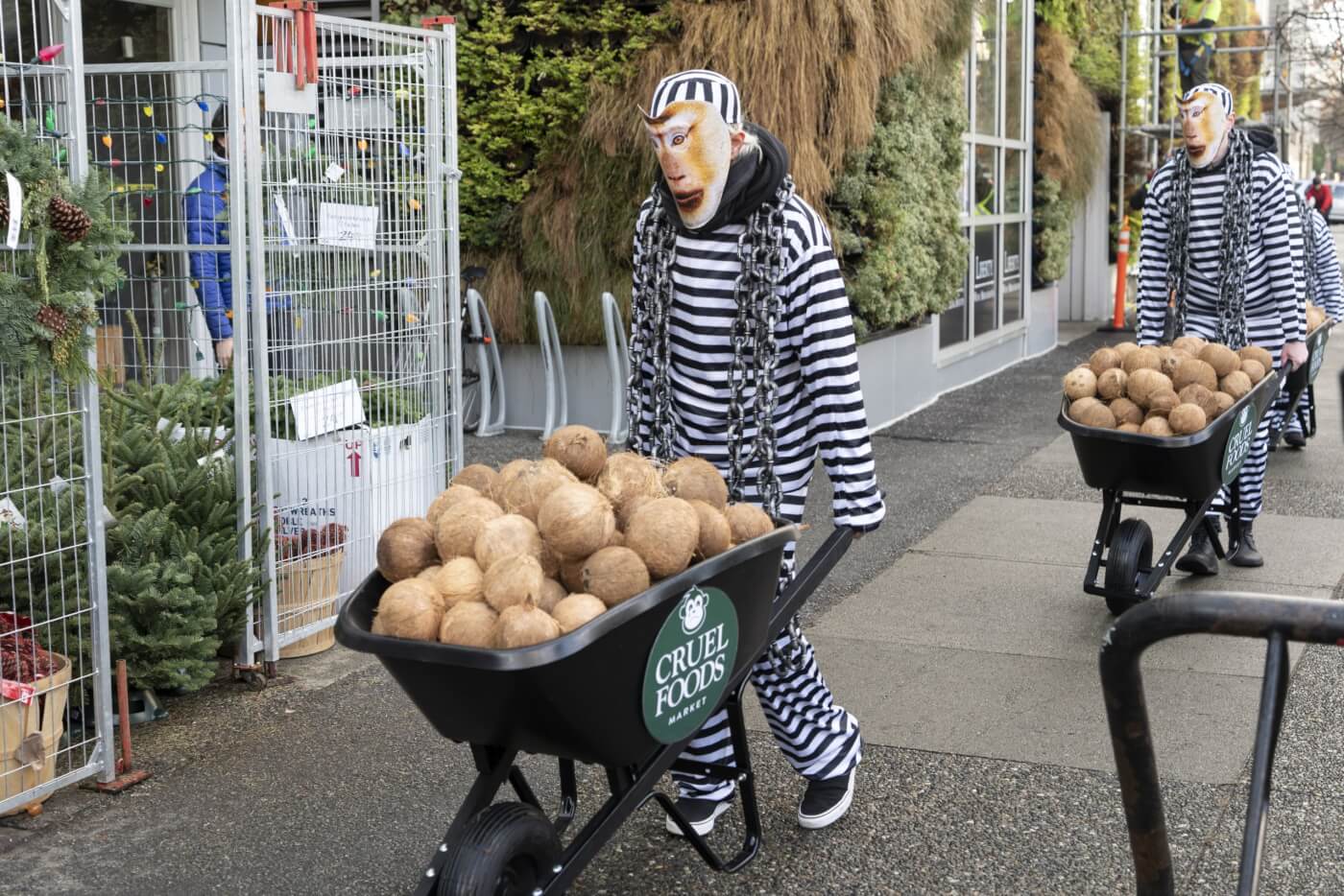 PETA supporters dressed in black and white striped clothing with chains around them and monkey masks on, pushing wheelbarrows full of coconuts toward a Whole Foods store in Vancouver, as a peaceful demonstration protesting coconut milk from Thailand