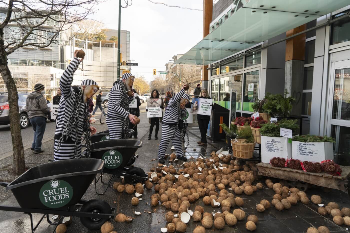 PETA supporters dressed in black and white striped clothing with chains around them and monkey masks on, dropping ethically sourced coconuts outside of a Whole Foods store in Vancouver, as a peaceful demonstration protesting coconut milk obtained from Thailand monkey labor