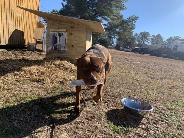 PETA fieldworkers provided Chocolate with a new dog house