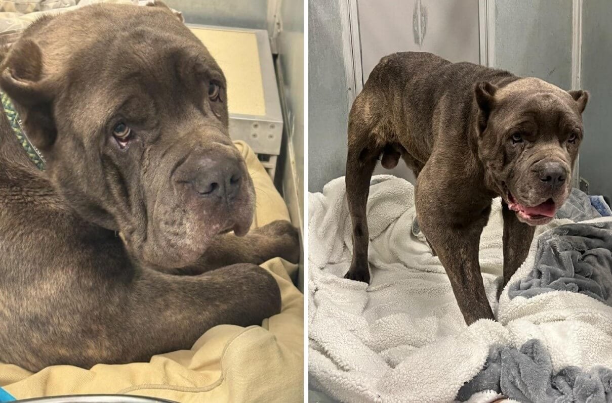 Reward Offered for Barney Credit.Columbia Greene Humane Society SPCA Up to $5,000 Reward Offered by PETA in Columbia County Dog Abandonment Case