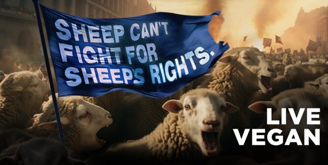 A group of sheep protesting with a sign that says "sheep can't fight for sheep's rights" and "live vegan" in the lower righthand corner