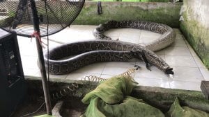 A PETA Asia investigation into a snakeskin facility in Vietnam found workers closing the mouths and anuses of live pythons with tight rubber bands, cutting a hole in their head or tail, and pumping them full of compressed air. Credit: PETA Asia