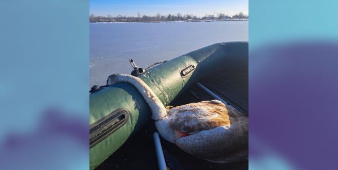 rescued swan ukraine with blue blurred edges