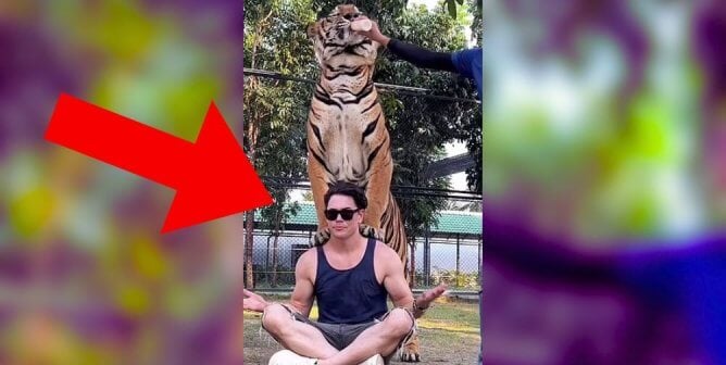 Tom Sandoval at a Tiger Tourist Trap