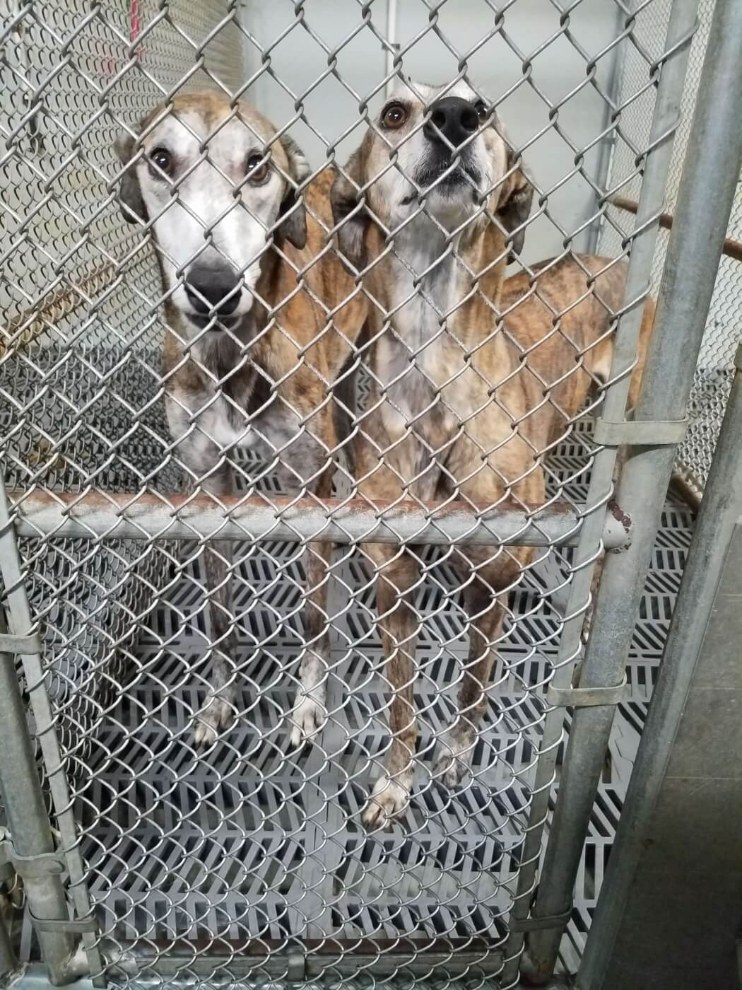 Two dogs stand in a barren cage