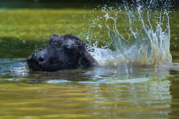 A water buffalo swimming