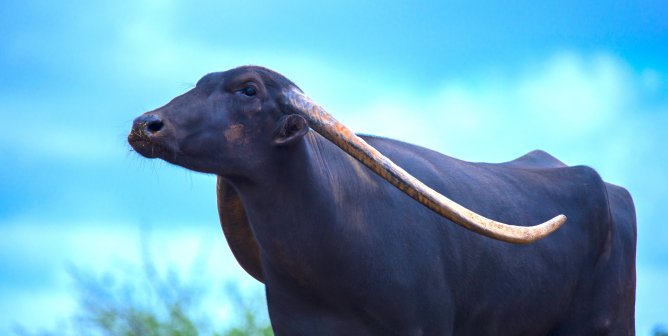 A water buffalo in front of a bright blue sky