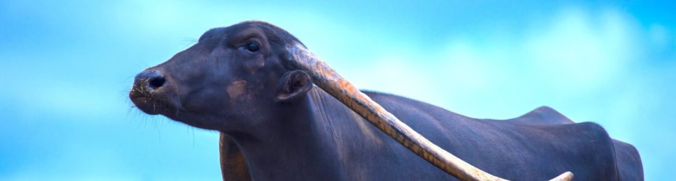 A water buffalo in front of a bright blue sky