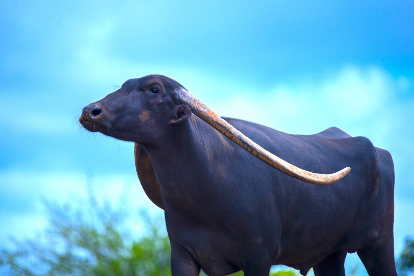 A water buffalo in front of a bright blue sky