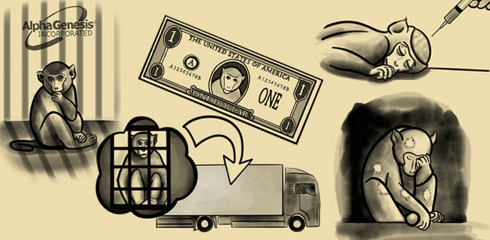 INFOGRAPHIC: Beamish’s Life of Anguish in an NIH Laboratory