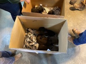 baby bears are kept in cardboard boxes after being separated from their mothers at bear country usa