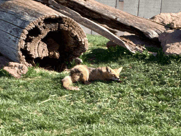 mama the red fox was found to have cancer after suffering at bear country usa