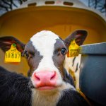 PETA Petitions FDA to Add Cancer Warning Label to Dairy to Protect
Consumers and Cows