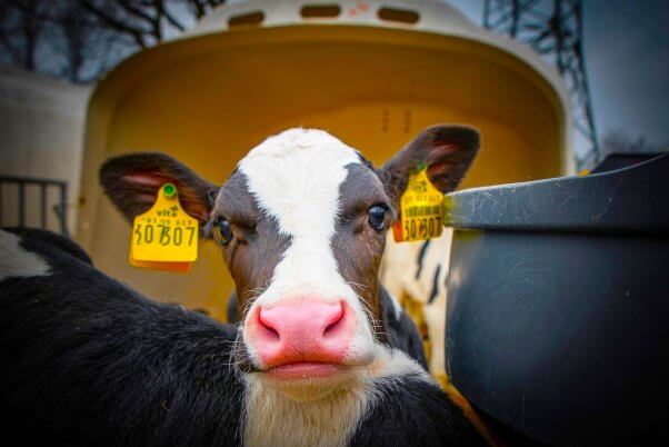 black and white cow with tags