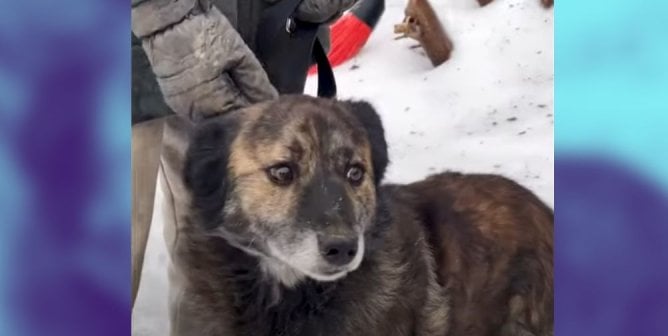 blue edge dog in snow ARK image