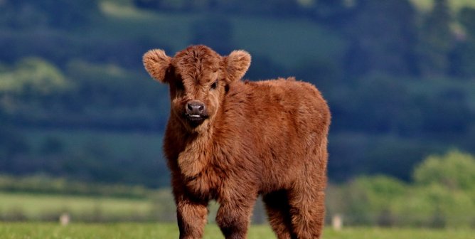 highland cow