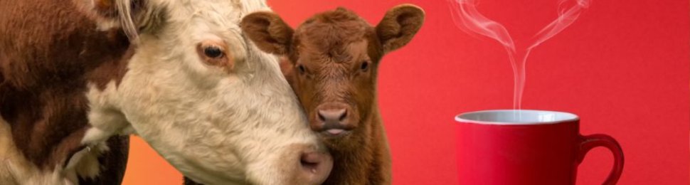 A calf and cow next to a cup of coffee with heart-shaped steam