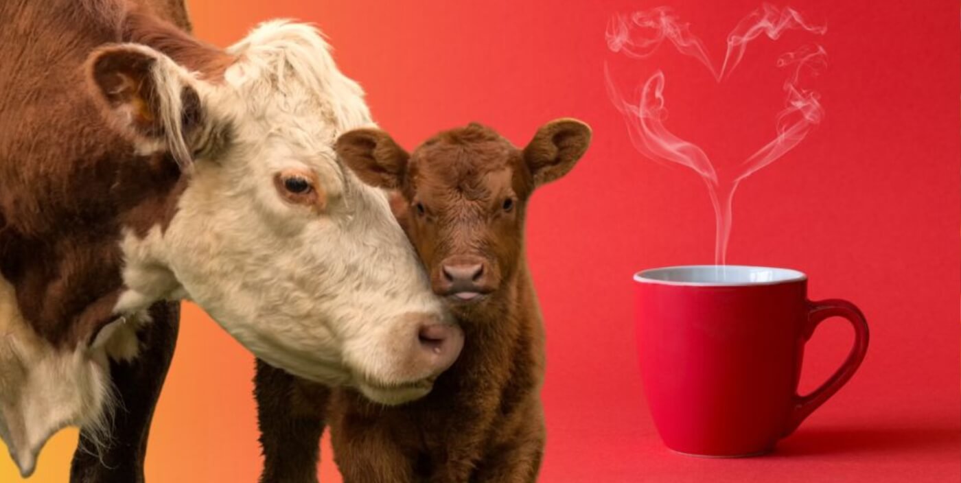 A calf and cow next to a cup of coffee with heart-shaped steam