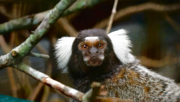 Marmoset in a tree