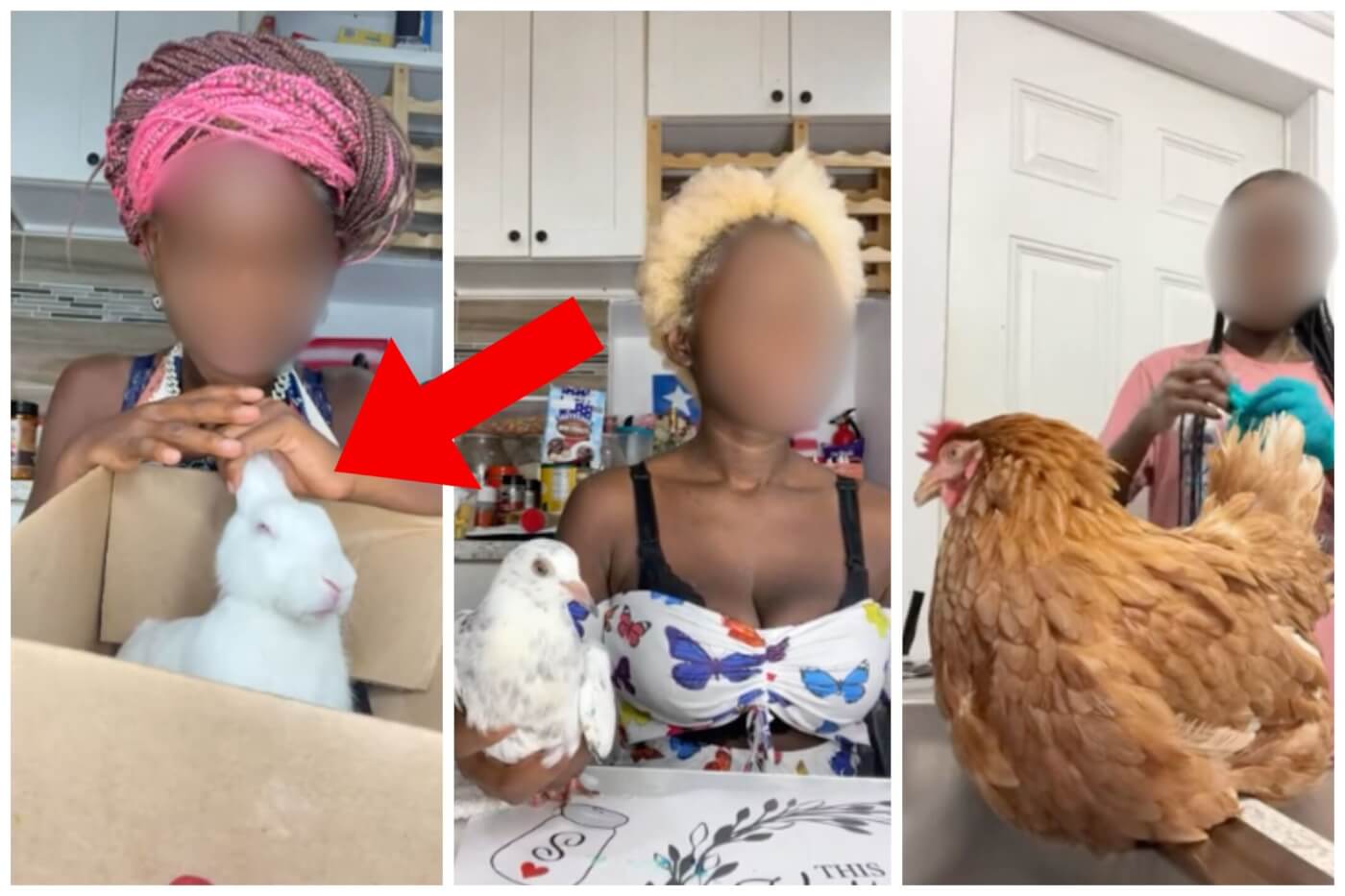 three separate stills from a woman's horrific 'crush videos,' showing her with a rabbit, a pigeon, and a chicken