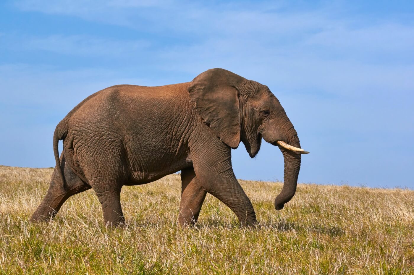 An elephant walking through a field