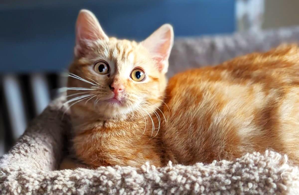 Figgy in cat bed