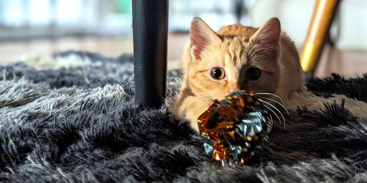 Rescued kitten Figgy playing with toy