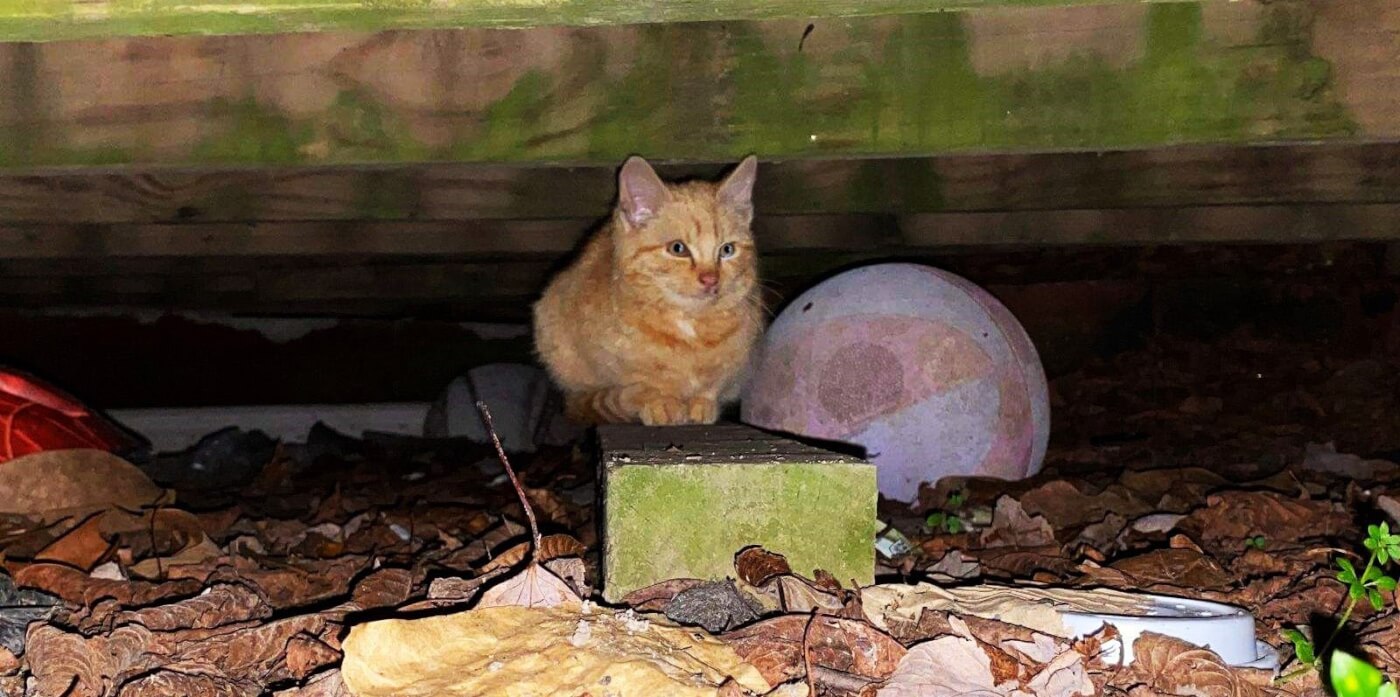 Orange tabby kitten Figgy before PETA rescue