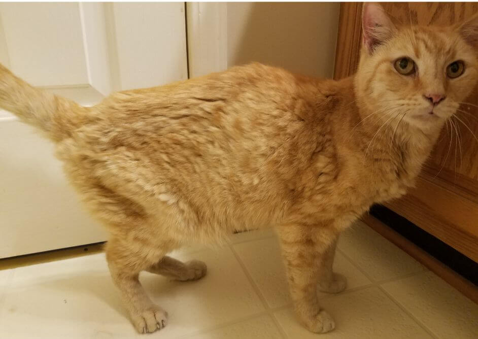 Fox the cat from PETA