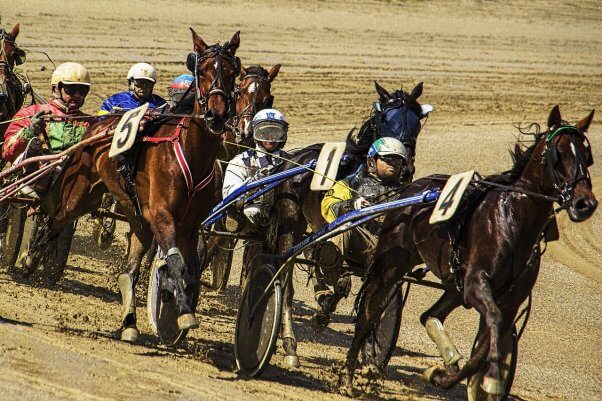 humans force horses to participate in harness racing