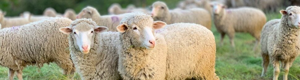 A herd of sheep standing in a grassy field