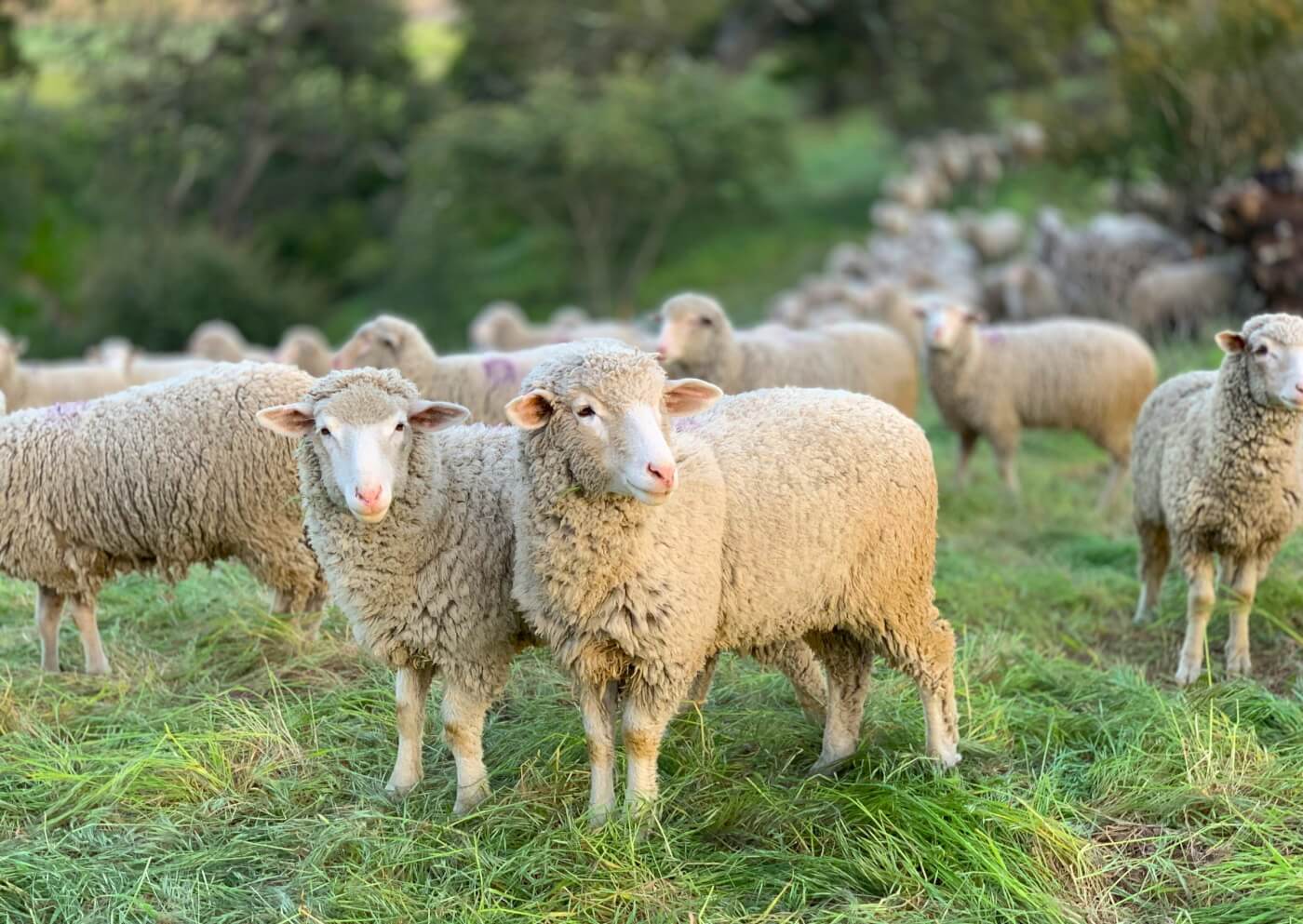 A herd of sheep standing in a grassy field