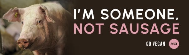 Photo of a pig with text reading I'm someone, not sausage. Go Vegan