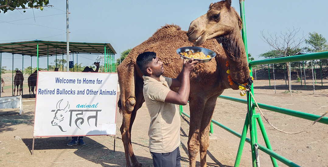 A rescued camel being fed