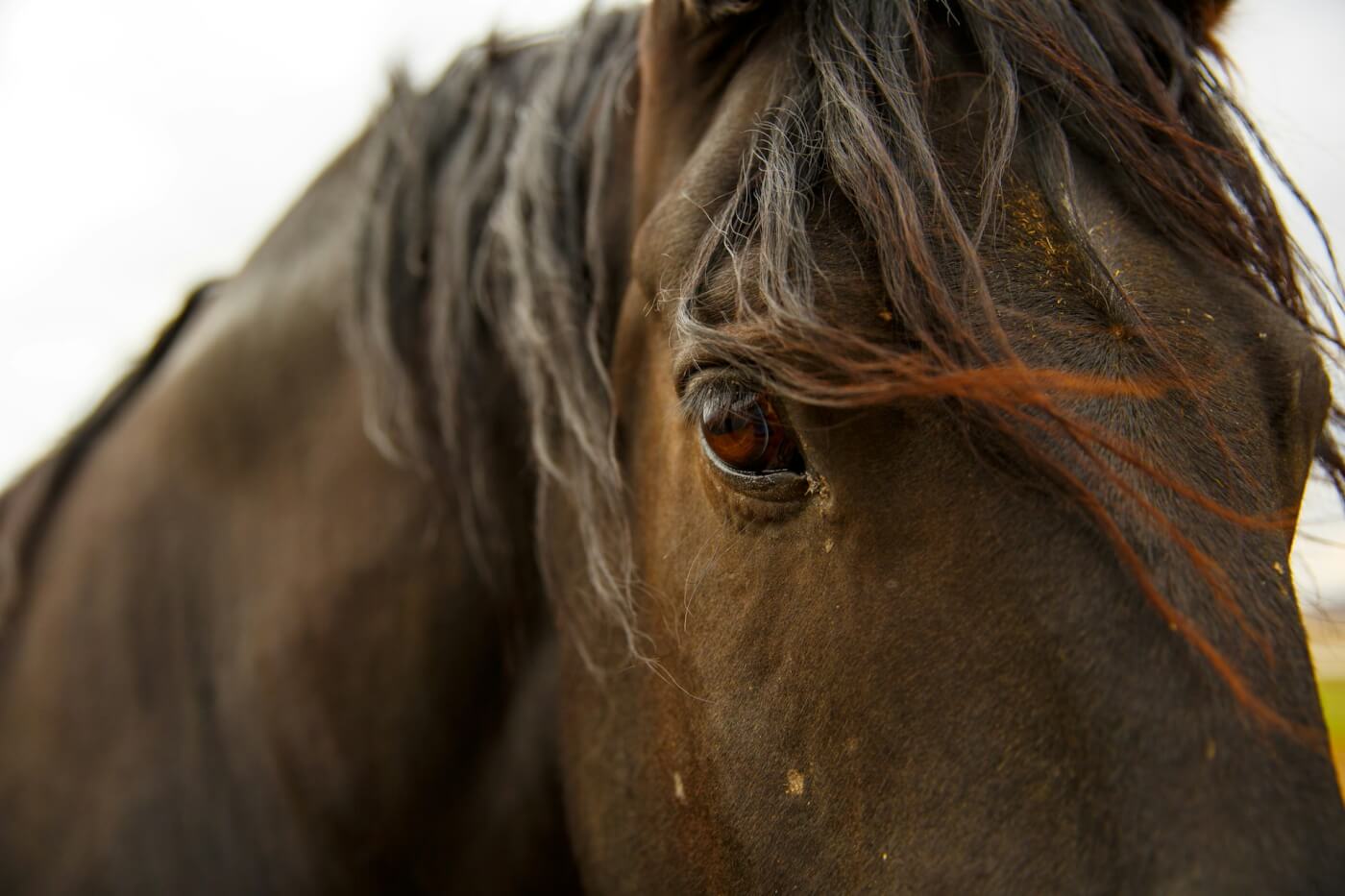johnny mcclung SjZ5hJ9H7qs unsplash Urge Wisconsin Officials to Help a Downed Horse!