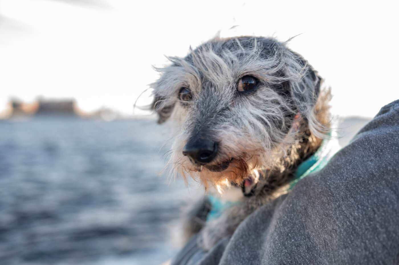 A dog with long gray fur being carried by someone