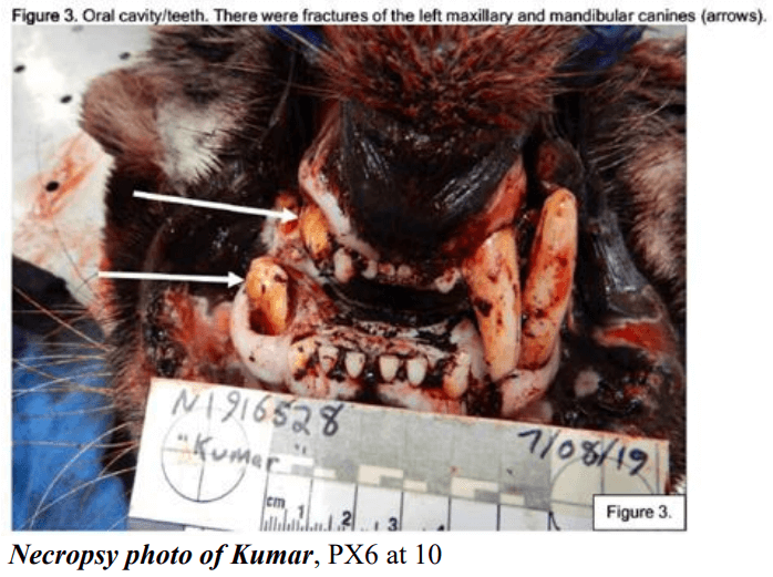 The inside of a tiger's mouth with injuries during a necropsy