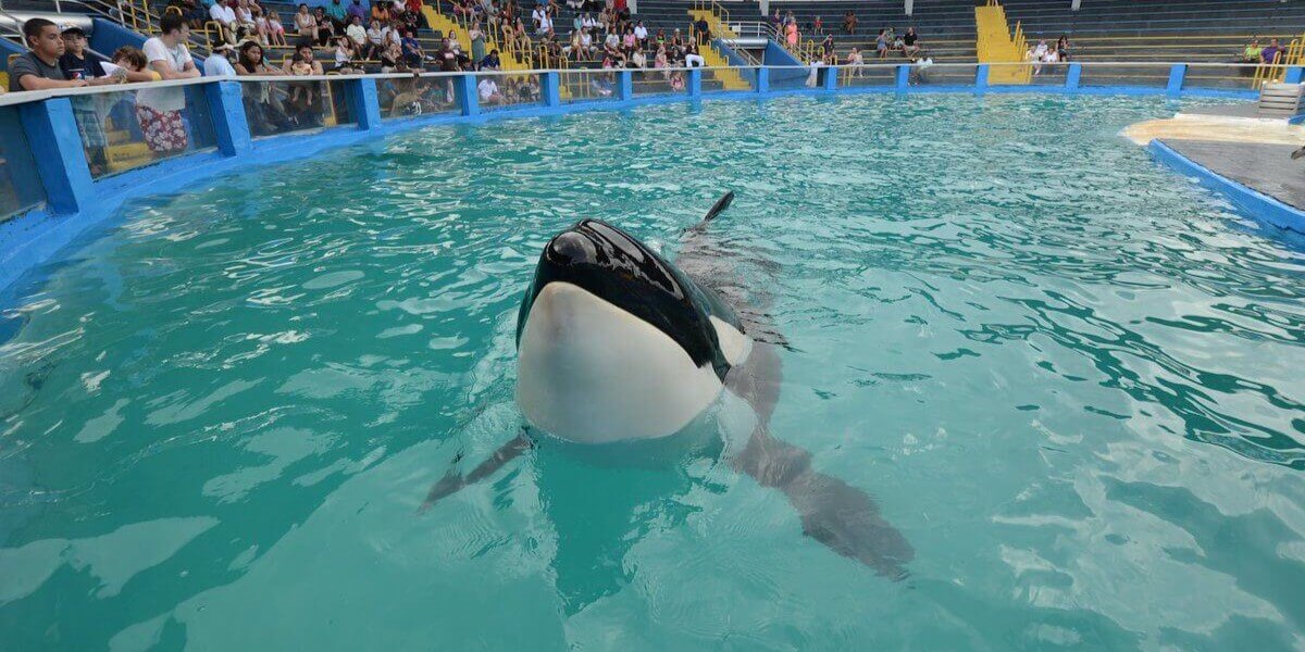 Lolita the orca at Miami Seaquarium