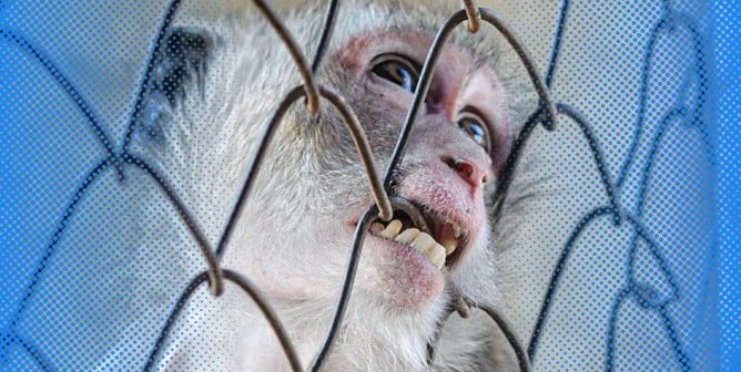 macaque biting cage blue sides