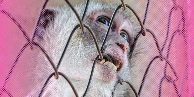 macaque biting cage pink sides