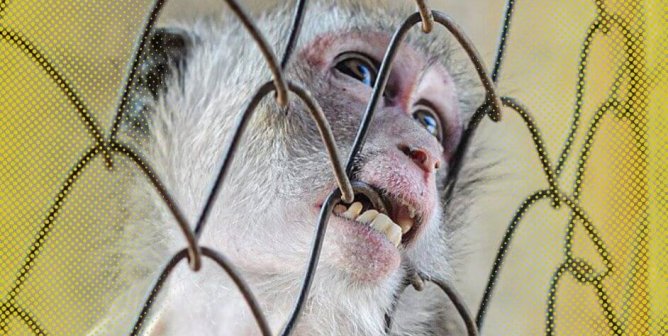 macaque biting cage yellow sides